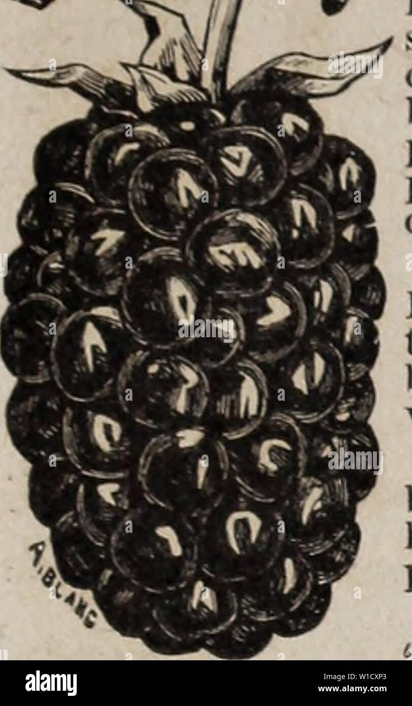 Image d'archive à partir de la page 8 du catalogue de prix et descriptif. Prix et descriptif du catalogue Lahap descriptiveprice . pépinière de petits fruits1884fran Année : 1884 LE BLACKBERRY c'est un autre fruit indispensable, puisqu'il cultive l'intervalle entre la framboise et le raisin, et devrait être présent dans tous les fruits jardin. Ceux qui dépendent de l'approvisionnement en fruits dealers lor tlieir peut difficilement concevoir la saveur d'une bonne maturité choisi blackberry et mangés directement de l'busli. Début de cluster.-Une nouvelle variété de New Jersey, maintenant offert pour la première fois. ITAPivri IIQTrRl'''' de diffuseur, J Banque D'Images
