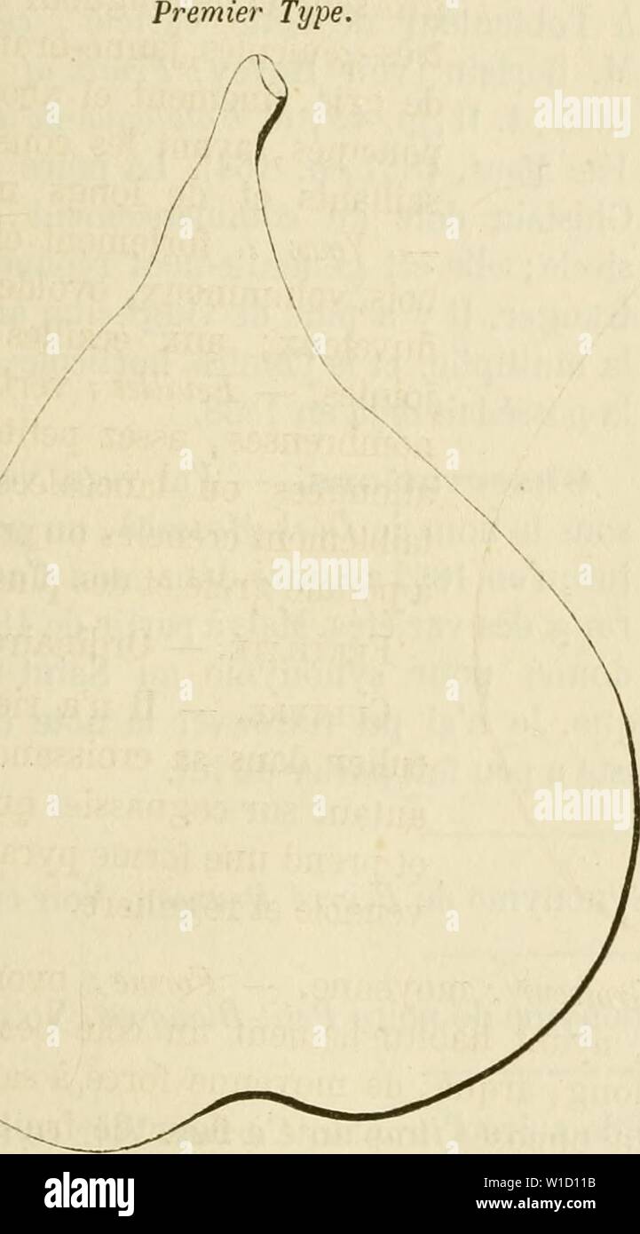 Image d'archive à partir de la page 838 du Dictionnaire de mairie (Kiel), contenant l'histoire,. Dictionnaire de mairie (Kiel), contenant l'histoire, la description, la figure des fruits anciens et des fruits modernes les plus gÂnÂralement dictionnairedepo cultivÂs et connus .02lero Année : 1867 s AI [SAINT-GER â GHi] 629 Poire SAINT-GERMAIN VAUQUELIN. Â Synonyme de poire Vauquelin. Yoir ce nom. Poire SAINT-GERMAIN VERT. Â Synonyme de poire de Saint-Germain. Voir ce nom. 827. Poire de saint-Ghislain. Synonymes. Â Poires : i. Duck-Monarch (AndrÃ Leroy, catalogue descriptif et raisonnÃ, 1849, p. 21, N" 163). Â2. Sa Banque D'Images