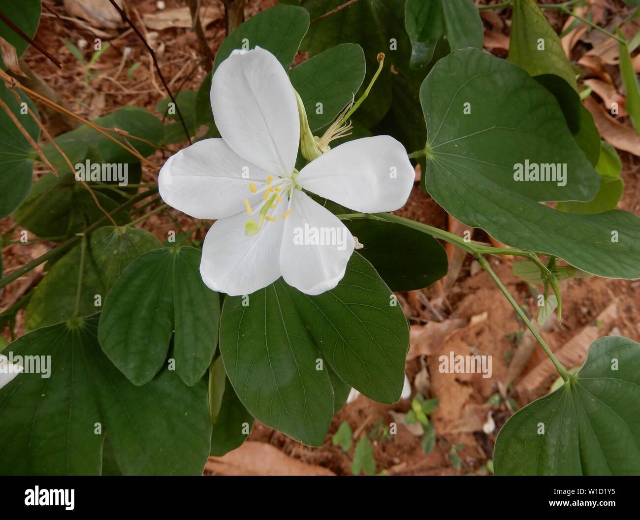 Bauhinia acuminata /blanc/blanc nain bauhinia orchidée-tree Banque D'Images