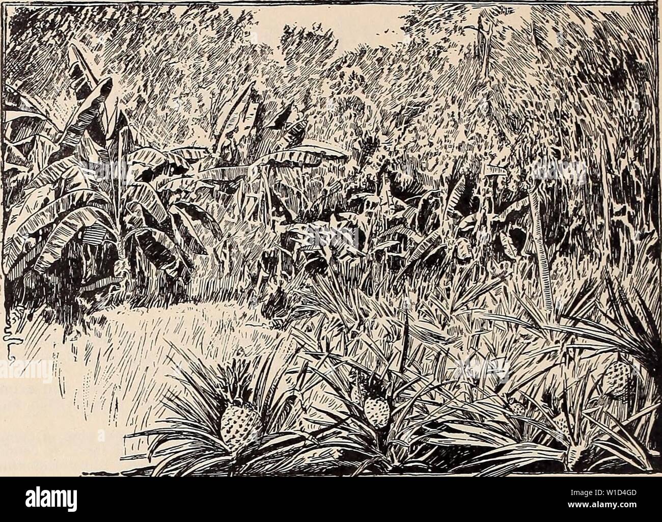 Image d'archive à partir de la page 9 du catalogue illustré et descriptif et. Catalogue illustré et descriptif et manuel de Royal Palm forestières . descriptiveillus1894roya Année : 1894 6 Reasoner Bros., Oneco, en Floride. La fructification des ananas et bananes au Royal Palm forestières V AITONA, suite. ''Une espèce, en provenance du Brésil. ' Le Beriba, un rapide- arbre,avec de gros fruits, l'intérieur de qui goûte un peu comme le remplissage des gâteaux à la crème.'-E. S. Rand. J $ chaque. AETOCARPUS integrifolia. Jack le fruit de l'Inde. Largement utilisé pour l'alimentation, et le bois pour l'ébénisterie. Fruits de taille adulte pèse f Banque D'Images