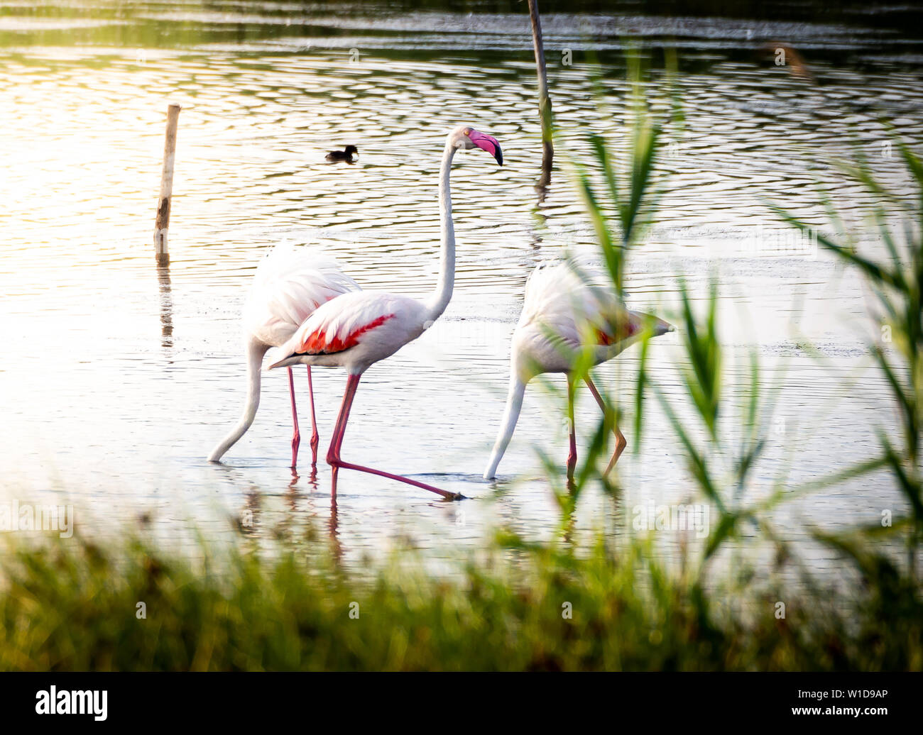 Tiré d'un groupe de beaux flamants se détendre dans la réserve naturelle protégée Granelli Lake dans le sud de la Sicile, en Italie. Banque D'Images