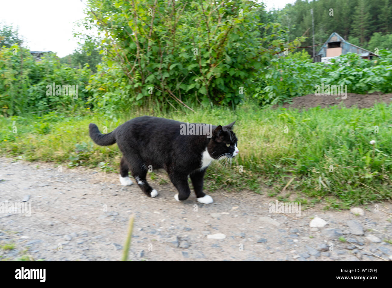 Chat noir et blanc soigneusement promenades le long du sentier sur une journée d'été. Close-up Banque D'Images