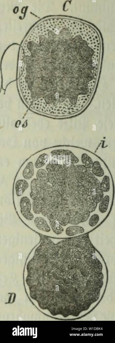 Image d'archive à partir de la page 99 de mourir Frauenspezifische der Pflanzen ; ein. Die Frauenspezifische der Pflanzen ; Ein Handbuch für Land- und Forstwirte, Gärtner, Gartenfreunde und Botaniker . diekrankheitend02fran Année : 1895 5ig. 14. Cofporen bcö Cystopns caiulidus lh. 3)a)urd jd)iiitt Ceiucbe la DMO) baCi (DMO) en oenuiftaüctcii ocrgröfjcrtcii lüte inib 33(-ig. 13 A) ; l'homme licl)f)ial  ; lreid)c gelbbraune £o|püren Wemebc erftrent ,en bem/ 100 DFA) iier = gröBcrt. 3ic Weid)conduit), tcanganc ilnnii bic bor bor Oofporcn öorauö 23gel"}fr. 9(n einem 9}eclaile ftel)ii)t (x 5 Fngelige(cnpi(nuel(nn(i ba§ Dogoninm jo ; Banque D'Images