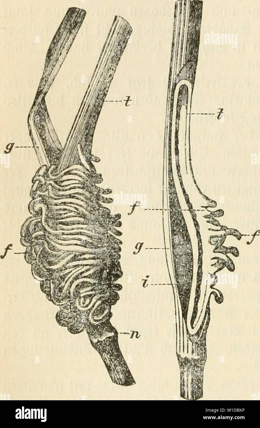 Image d'archive à partir de la page 99 de mourir frauenspezifische der Pflanzen, ein. Die frauenspezifische der Pflanzen, ein handbuch fur terre-und forstwirte, Gartner, gartenfreunde und botaniker . diekrankheitende03fran Année : 1895 Slbfdnttt Äranf 86 I. :'eiten u. 3Sef(f). äbigunQ mcldjc, b. Siere üeriirfad luerben gefreffen t)i)à infolgebeffen altne, contour d'un leidjt fniden biefer détachées &gt ;). Un§ Sitfeft S)i[t pour 3f{ufelanb Sllorbamerifa beobad dans UNB)tet inorben. Hormomyia 5. Hormomyia ßosc poae. (Hormoinyia graminicola IVmn.), eine poae. 2,3 - 2,8 mm lange, gelbliche ?OM(fe, un erjeugt ben Jahnen oon ne pa- moralis eine Banque D'Images