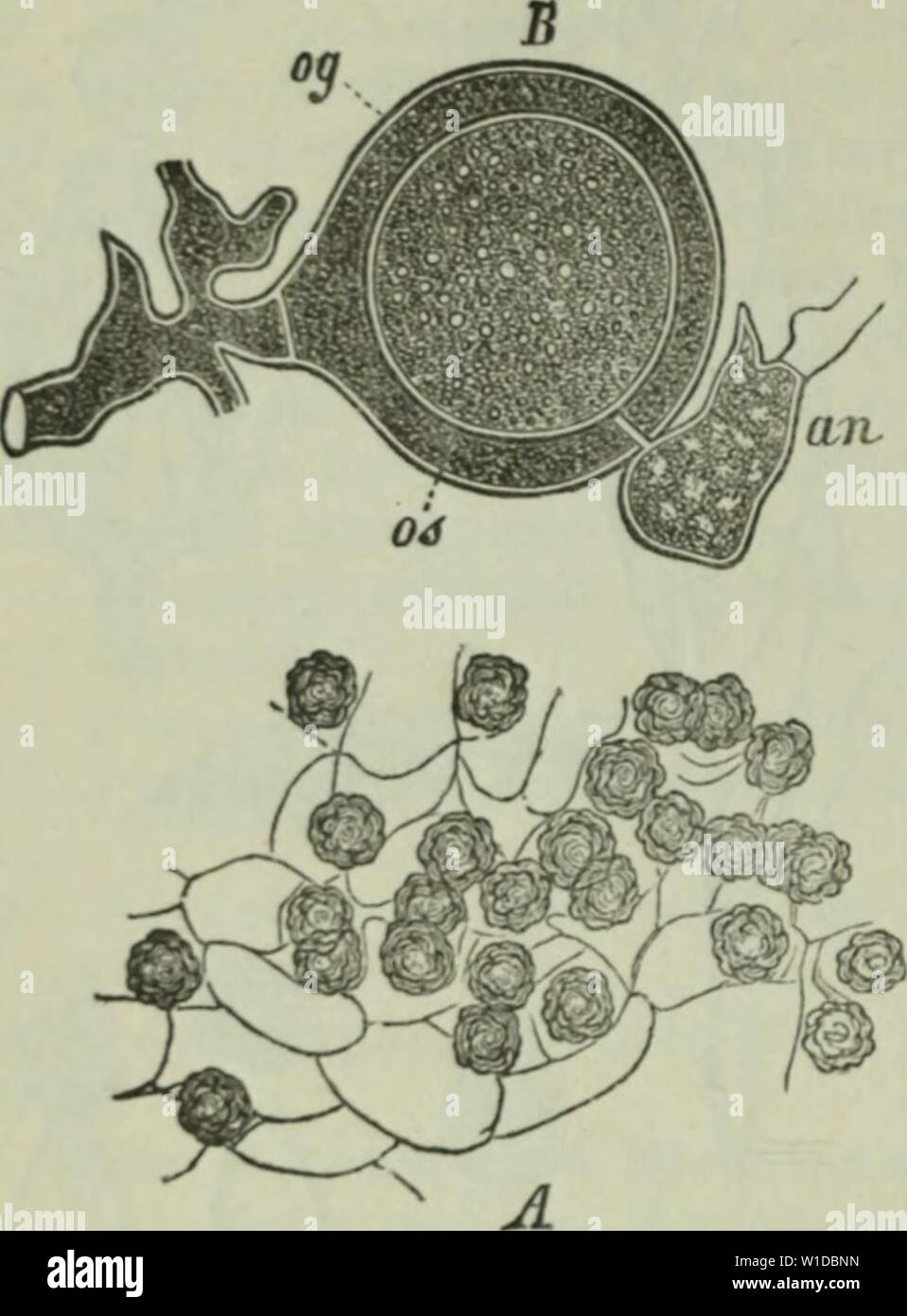 Image d'archive à partir de la page 99 de mourir Frauenspezifische der Pflanzen ; ein. Die Frauenspezifische der Pflanzen ; Ein Handbuch für Land- und Forstwirte, Gärtner, Gartenfreunde und Botaniker . diekrankheitend02fran Année : 1895 84 Tarafitifcl ibfdinitf5T. :)e "jSilje gelb färben, 'blafcnfönnit mifbrcctienboii anmi finb Mc meifen §Conibicnlaccr Ie(fc ber bioré boc-auffallenbfte Siiiiiptoiii ; gt (Bev Araiif beobalb beit, bic mid) iiaiiicii mciftev «bciii mit oft belegt locrbeii fit. Oofvorcnbilbenbeu nftanbe bagcgcn Sm bringt luenigftenc Cysto- Banque D'Images