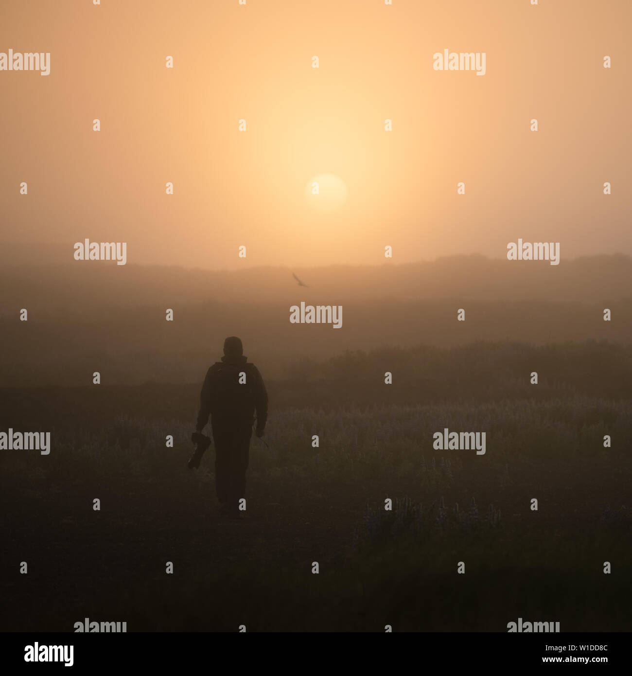 Photographe dans le brouillard. Silhouette d'un mec avec une caméra sur l'arrière-plan du soleil levant. Beauté dans la nature Banque D'Images