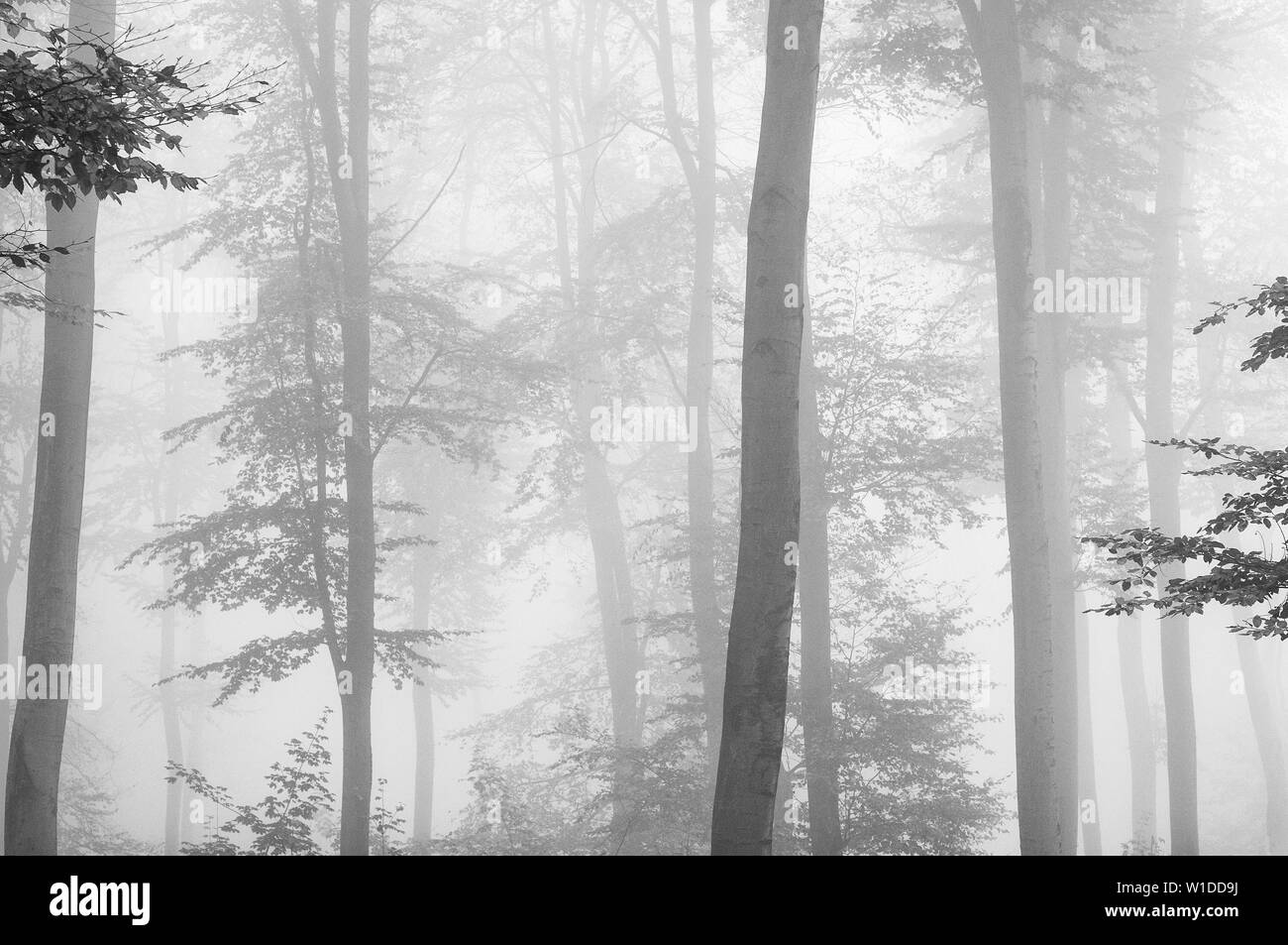 Automne forêt noir et blanc Banque D'Images