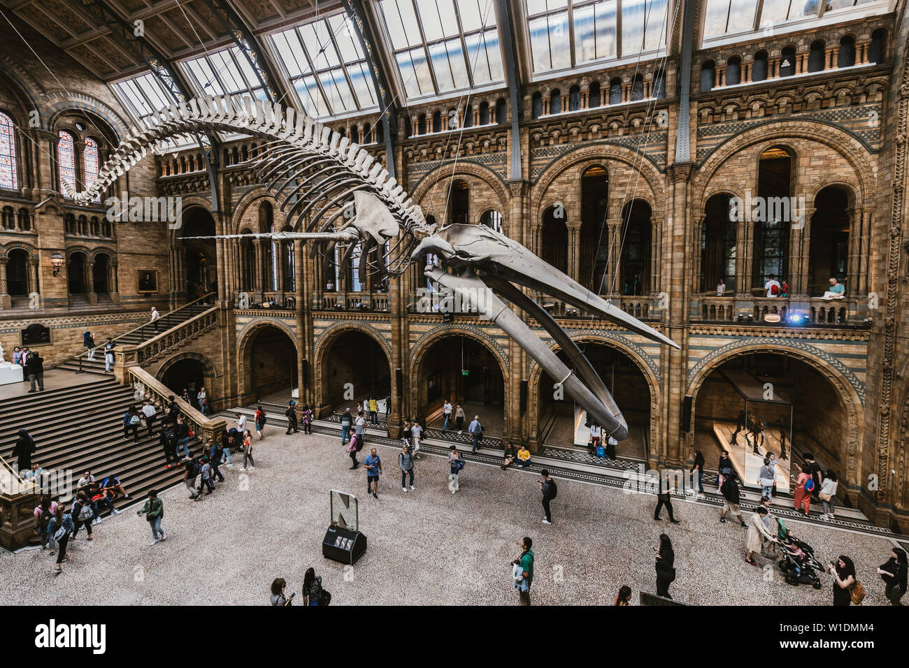 Londres - le 26 juin 2019 : Intérieur de l'histoire naturelle de Londres Banque D'Images