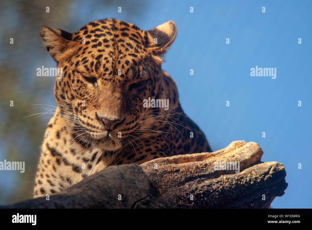 Les grands félins, Leopard Banque D'Images