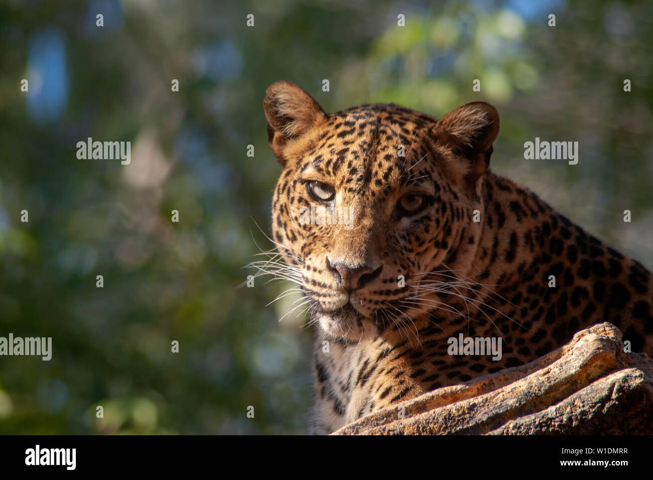 Les grands félins, Leopard Banque D'Images
