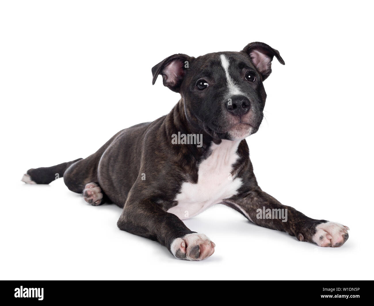 Sweet brindle chiot Staffordshire Terrier Anglais, fixant les moyens côté. Looking at camera avec la bouche fermée. Isolé sur fond blanc. Banque D'Images