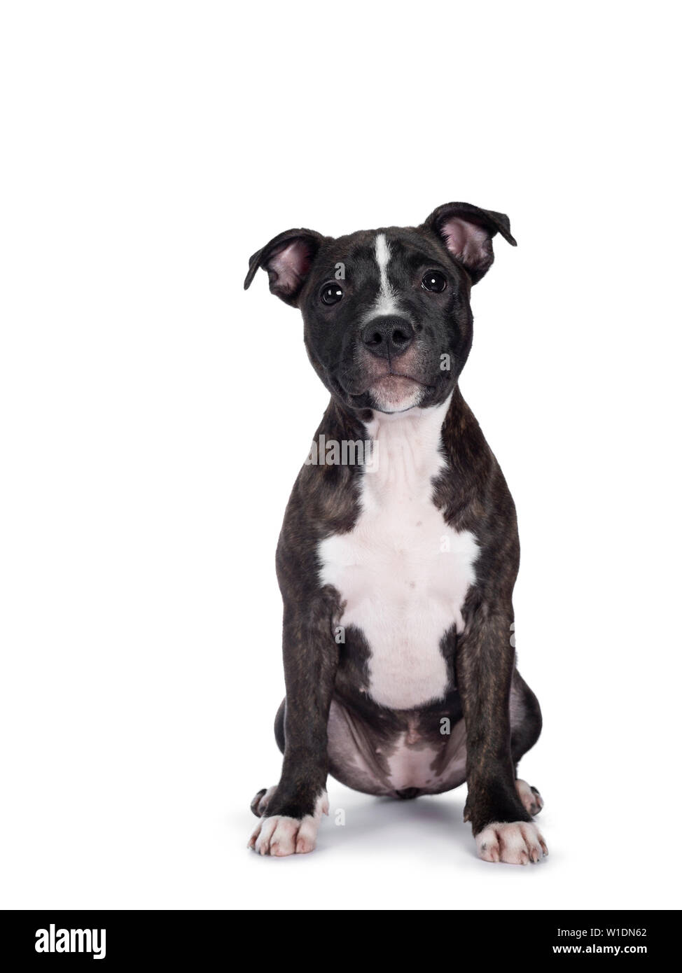 Sweet brindle chiot Staffordshire Terrier Anglais, assis face à l'avant. Looking at camera avec bouche fermée. Isolé sur fond blanc. Banque D'Images