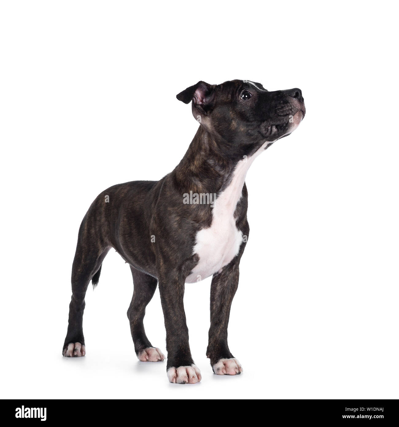 Sweet brindle chiot Staffordshire Terrier Anglais, du côté. À la recherche sur le côté avec la bouche fermée. Isolé sur fond blanc. Banque D'Images