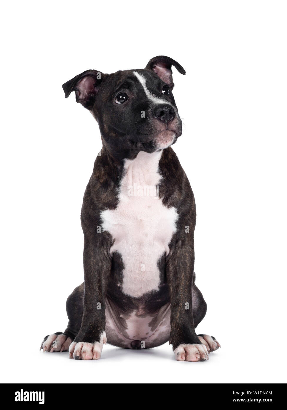 Sweet brindle chiot Staffordshire Terrier Anglais, assis face à l'avant. À la recherche sur le côté avec la bouche fermée. Isolé sur fond blanc. Banque D'Images