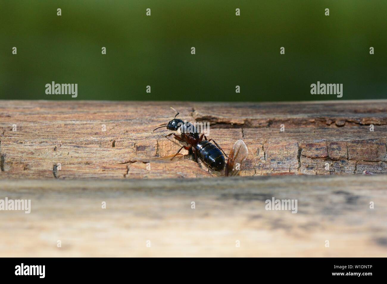 Queen Ant avec les ailes écartées sur bois avec fond vert et copy space Banque D'Images