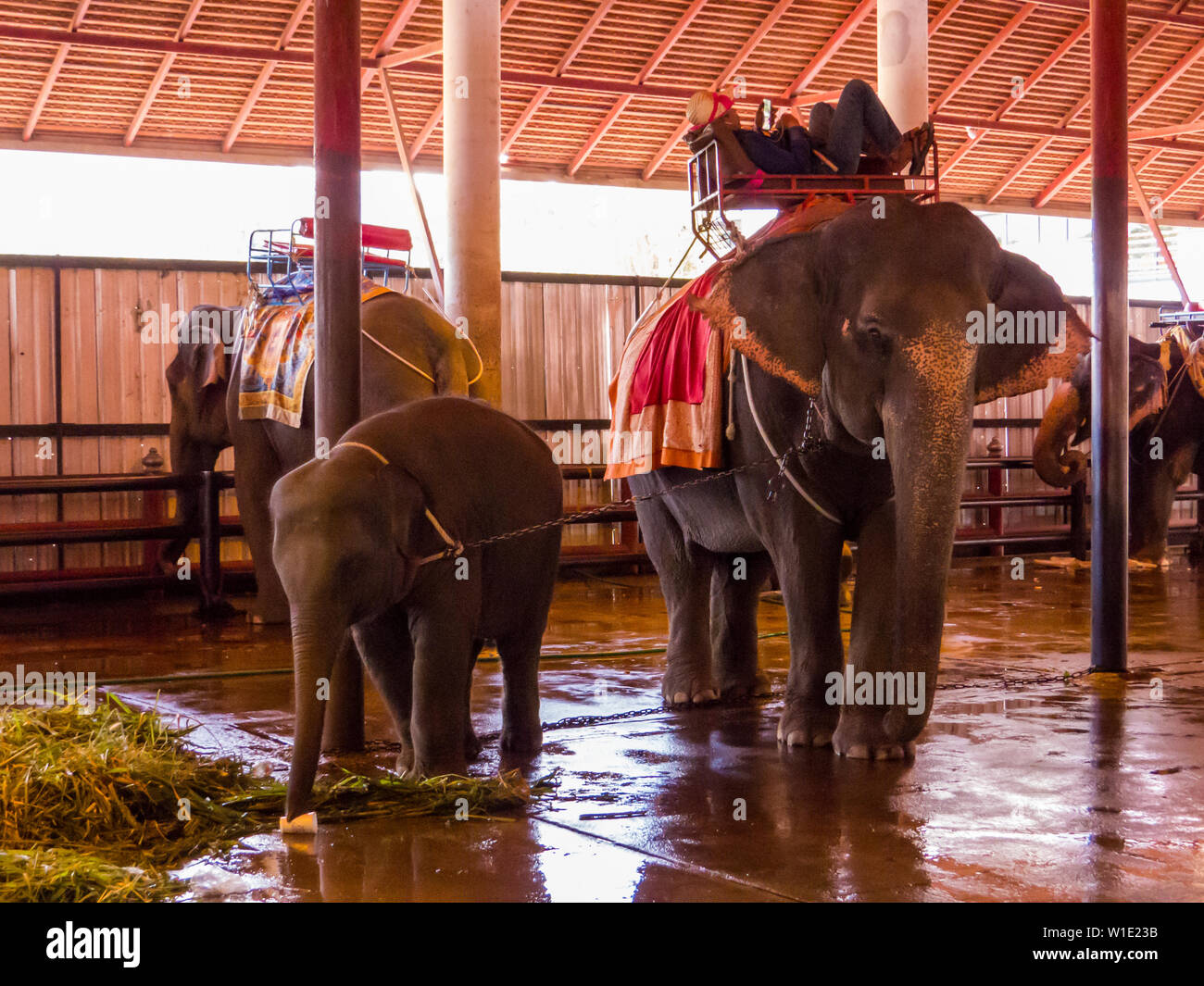 PATTAYA, THAÏLANDE - 2 janvier 2019 : l'équitation d'éléphant dans la Nongnooch (ou) Nong Nooch Tropical Garden. Banque D'Images