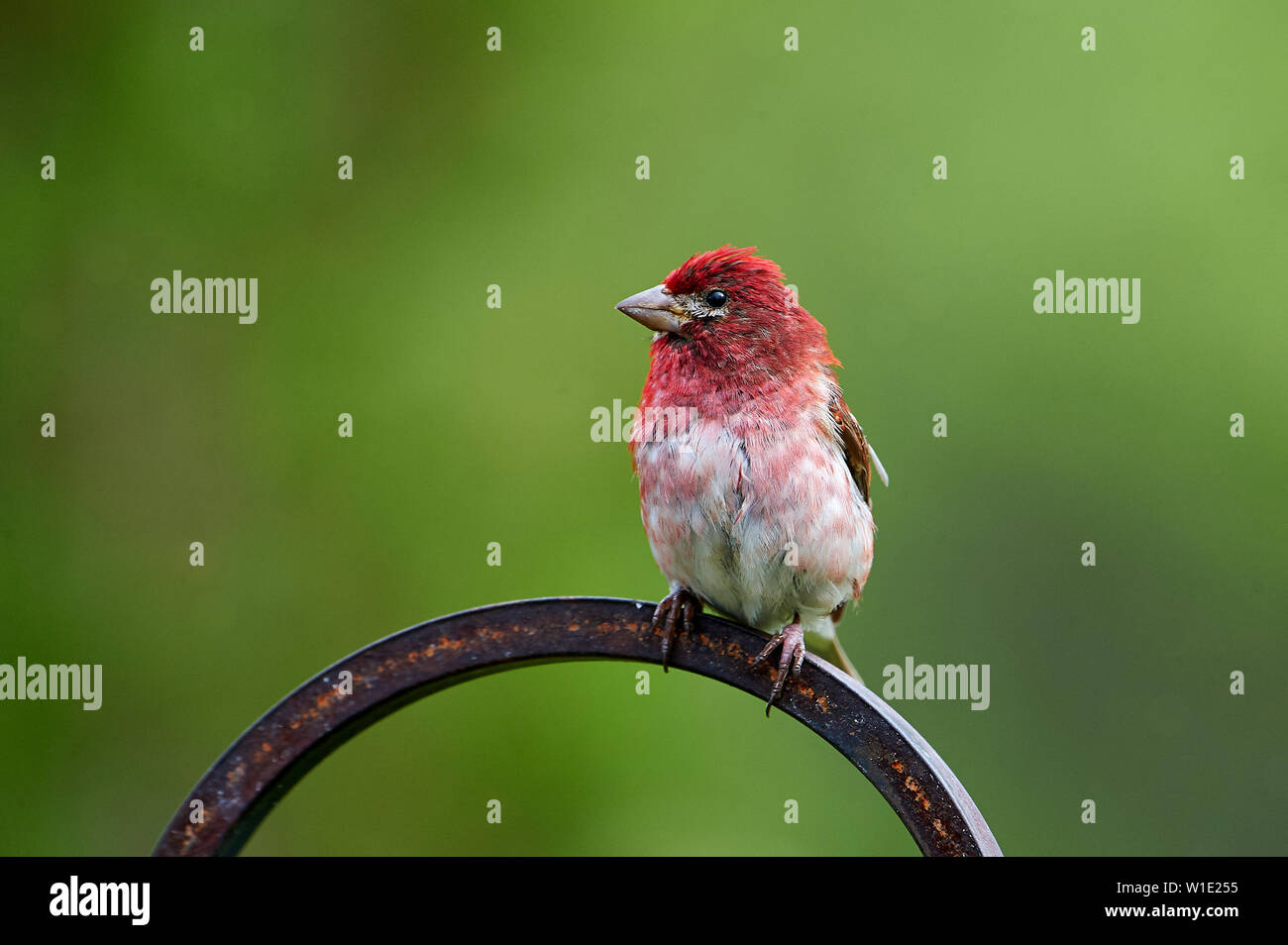 Roselin pourpré (Carpodacus purpureus) perchée dans un jardin Cherry Hill, Nouvelle-Écosse, Canada Banque D'Images