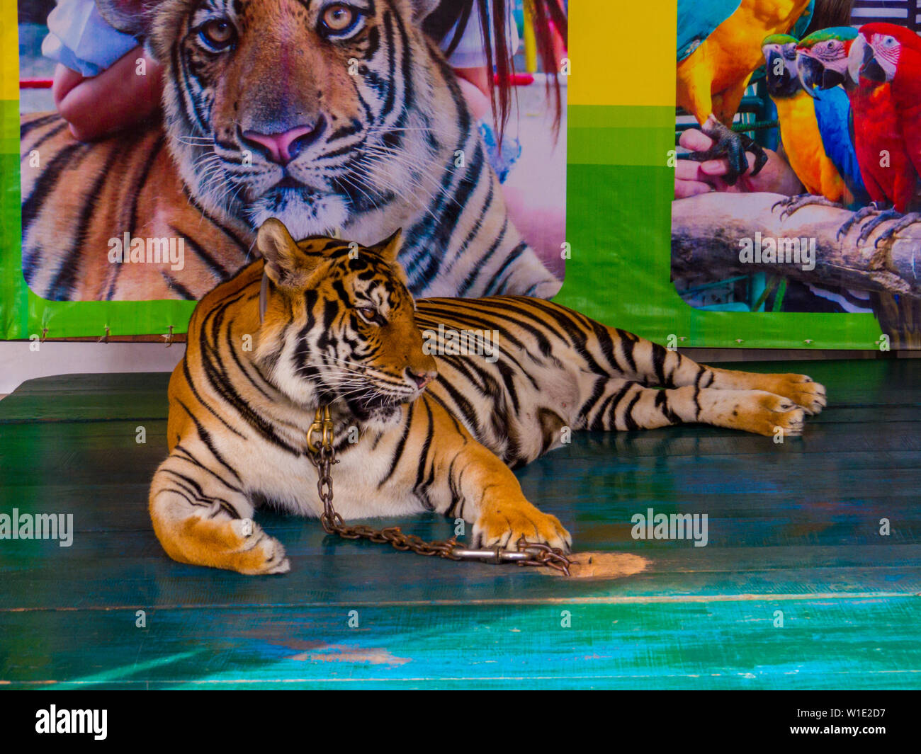Tiger dans la chaîne pour la photo avec les touristes de Nong Nooch Tropical Botanical Garden, Pattaya, Thaïlande Banque D'Images
