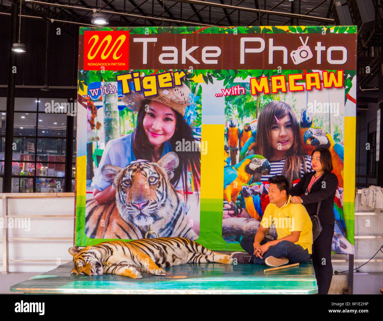 Tiger dans la chaîne pour la photo avec les touristes de Nong Nooch Tropical Botanical Garden, Pattaya, Thaïlande Banque D'Images
