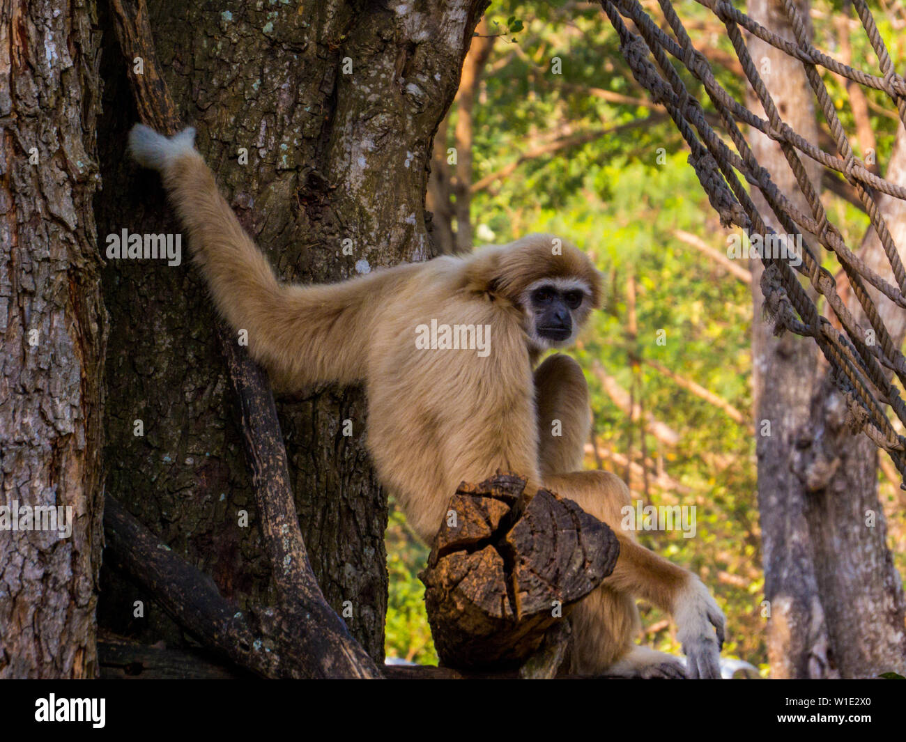 Gibbon à Khao Kheow Open Zoo, Sriracha, Chon Buri, Pattaya, Thaïlande Banque D'Images