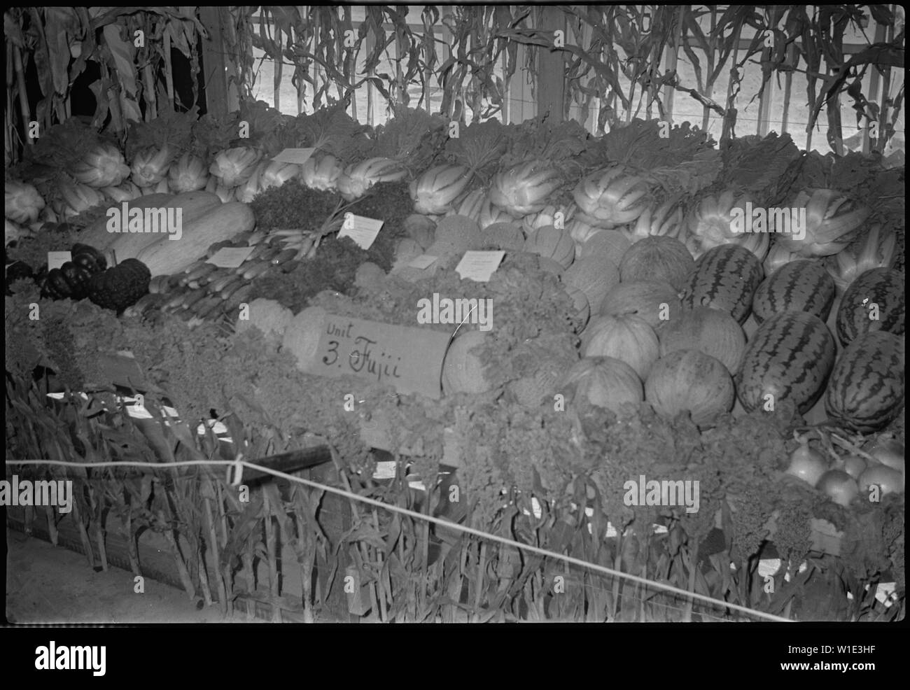 Grenade, Centre de réinstallation, Amache Colorado. Affichage des légumes cultivés sur la ferme à Amache . . . ; Portée et contenu : la légende complète pour cette photographie se lit comme suit : Granada Centre de réinstallation, Amache, Colorado. Affichage des légumes cultivés sur la ferme à l'Amache Amache foire agricole, 11 et 12 septembre. Banque D'Images