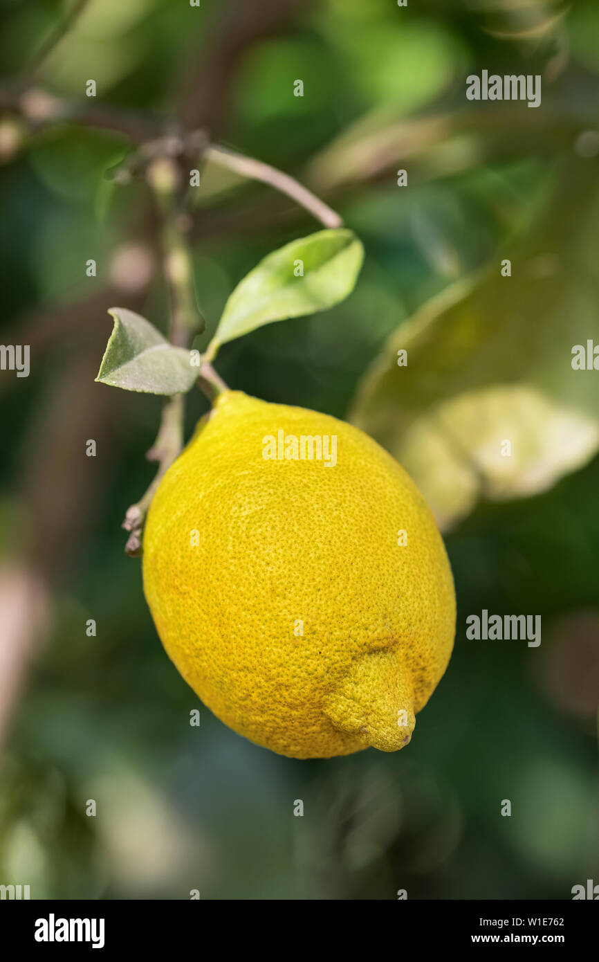 Fruits mûrs gros plan sur un citron lemon tree branch Banque D'Images