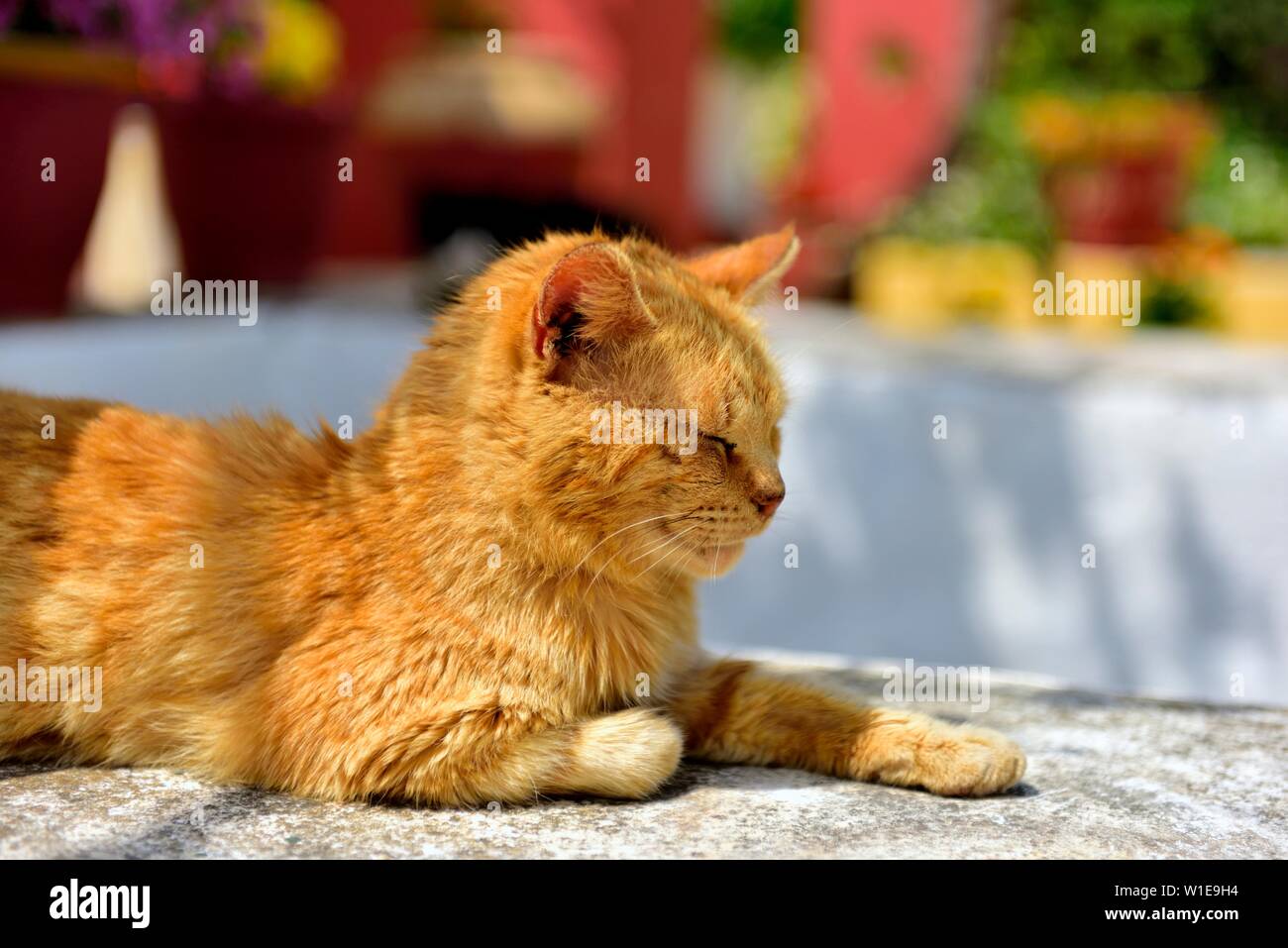 Cat Cat,gingembre, les siestes au soleil, les yeux fermés, eau chaude journée ensoleillée,Theotokos Monastère, Monastère de Paleokastritsa, Corfou, Grèce Banque D'Images