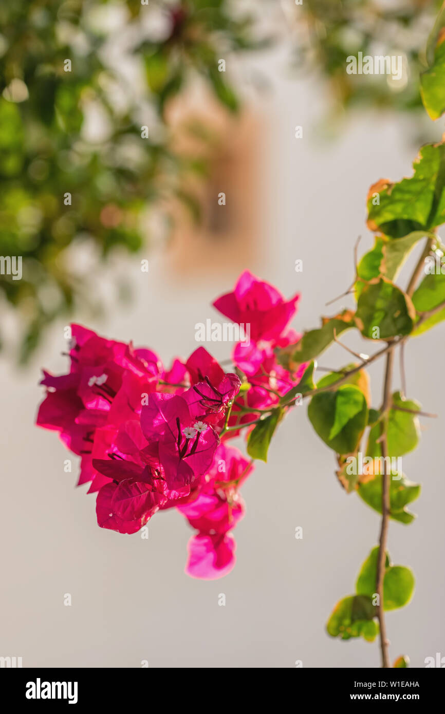 Fleurs de bougainvilliers et de bougainvilliers plante close-up at summer Banque D'Images