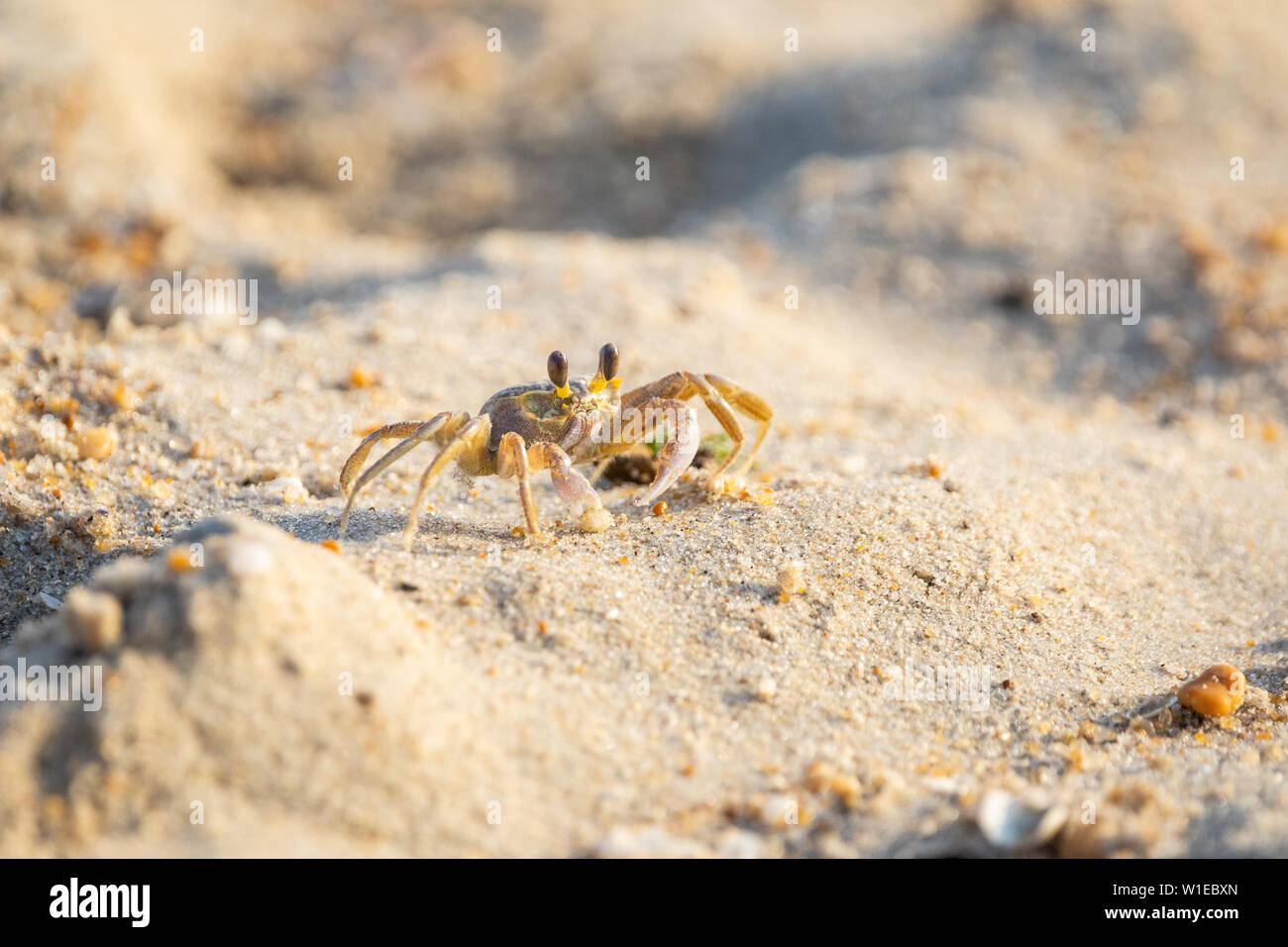 Un crabe fantôme atlantique repose sur une plage. Banque D'Images