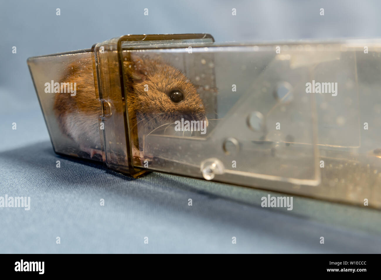 Un bois ou un champ de la souris souris capturés lors d'une capture sans cruauté no kill mouse trap Banque D'Images