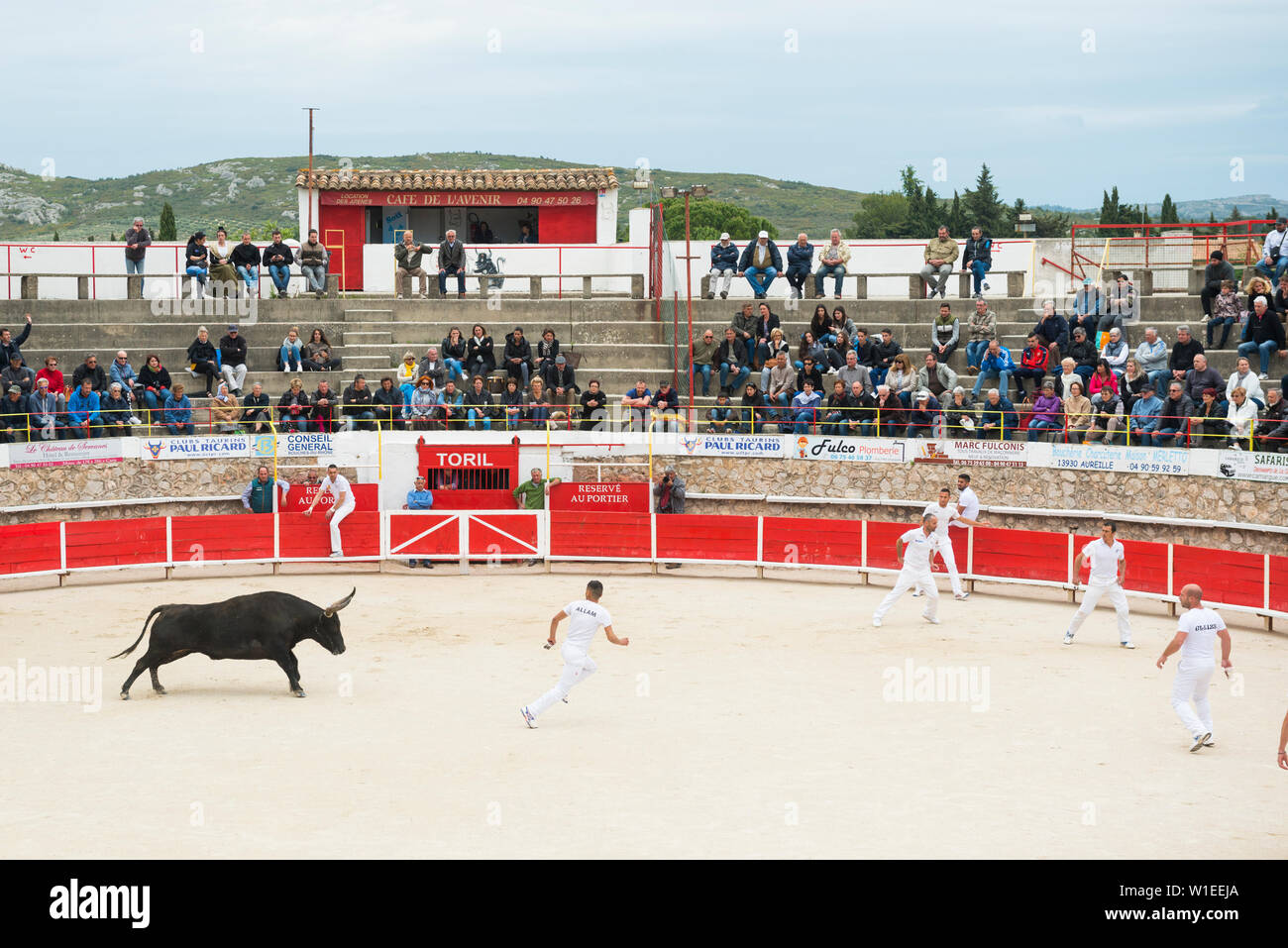 Taureau de Camargue en marche, Camargue, Rhône, France, Europe Banque D'Images