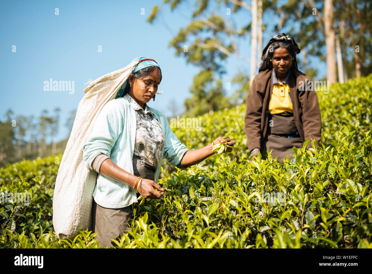 Femme tamoule Plateau Picker dans une plantation de thé dans les Highlands, Nuwara Eliya, Province du Centre, au Sri Lanka, en Asie Banque D'Images