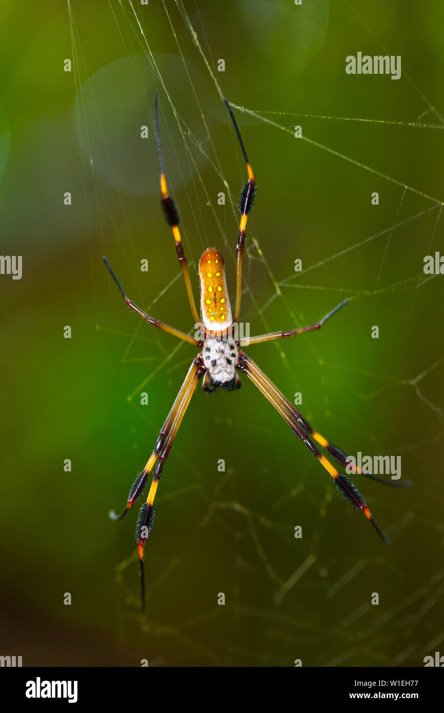 ARAÑA HILOS DE ORO - GOLDEN SILK-ORB WEAVER SPIDER (Nephila clavipes) Parc National de Tortuguero, Costa Rica, Amérique Centrale, Amérique Latine Banque D'Images