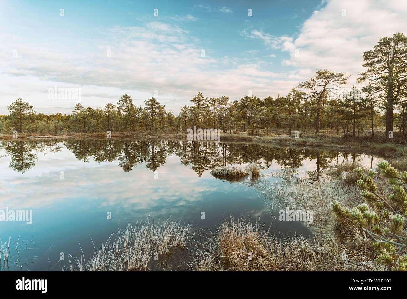 Le parc national de Lahemaa tôt le matin en automne, le nord de l'Estonie, Europe Banque D'Images