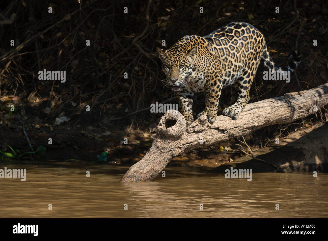 Un Jaguar (Panthera onca) marcher sur un arbre tombé, Mato Grosso, Brésil, Amérique du Sud Banque D'Images