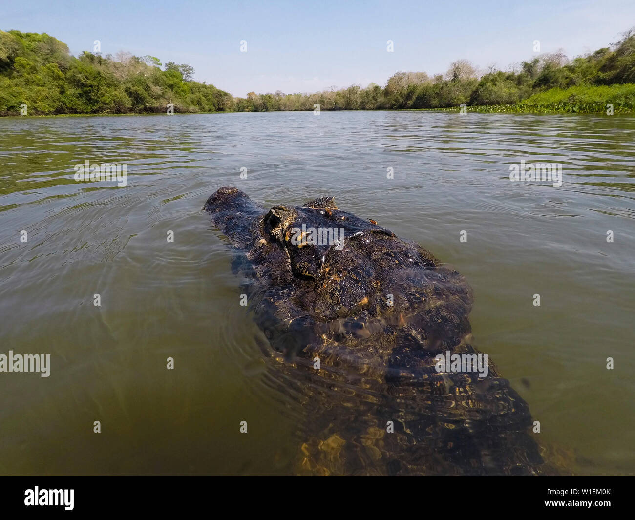 Un caïman jacare (Caiman yacare) patrouille l'Rio Claro, Mato Grosso, Brésil, Amérique du Sud Banque D'Images