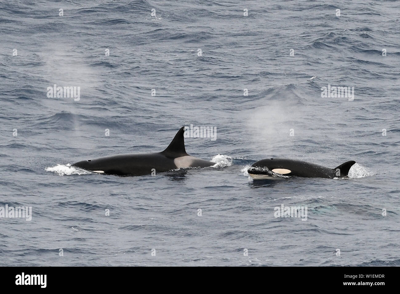 Un type Deux orques (Orcinus orca) surfacing ensemble dans l'océan du Sud, îles Sandwich du Sud, régions polaires Banque D'Images
