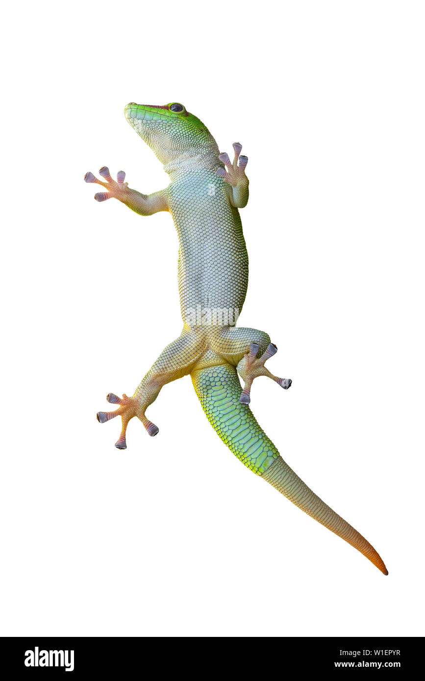 Green gecko lizard sur verre sur un fond blanc. Banque D'Images