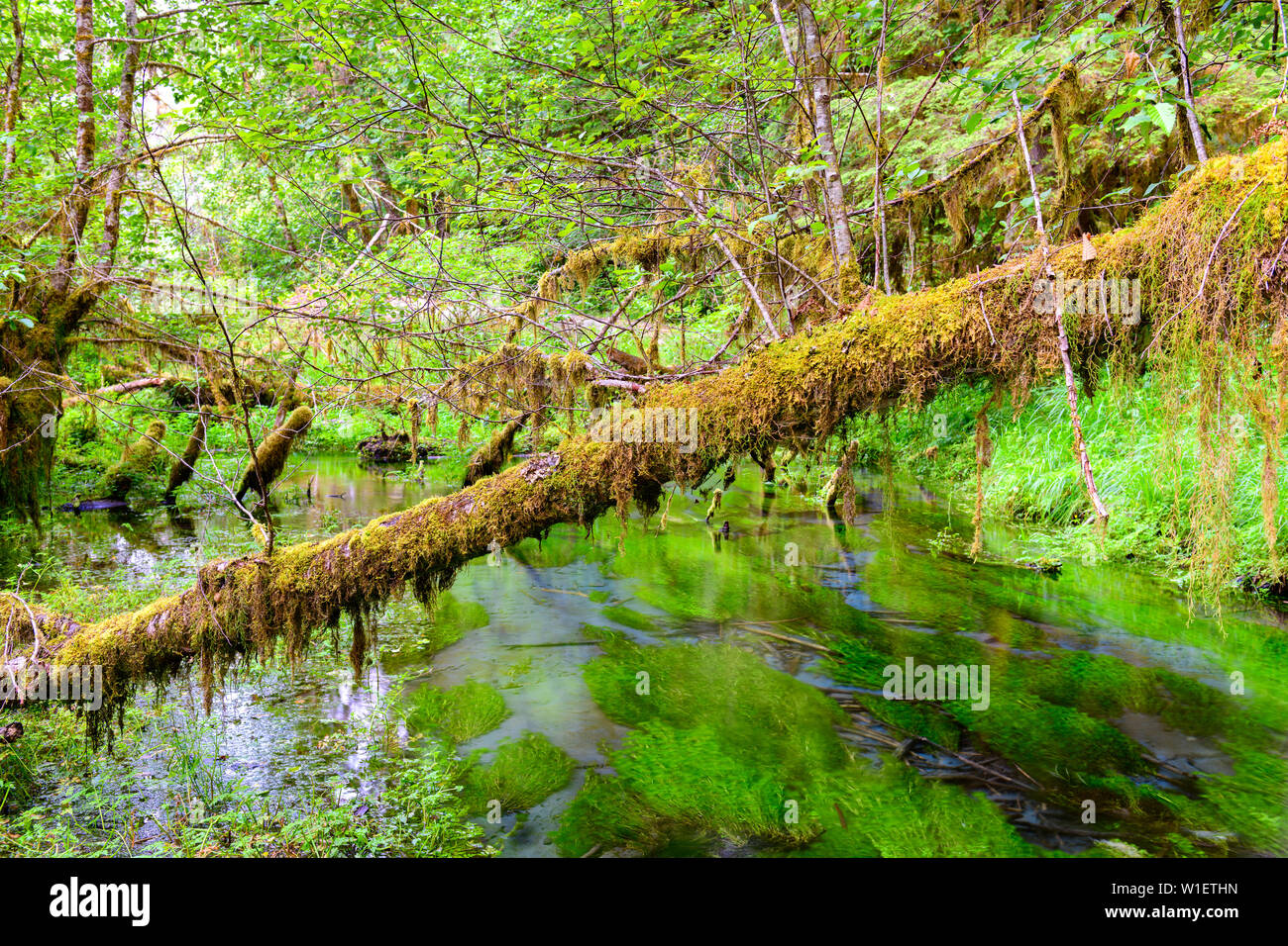 Hall de mousses dans la forêt tropicale de Hoh, Olympic National Park, Washington, USA. Banque D'Images