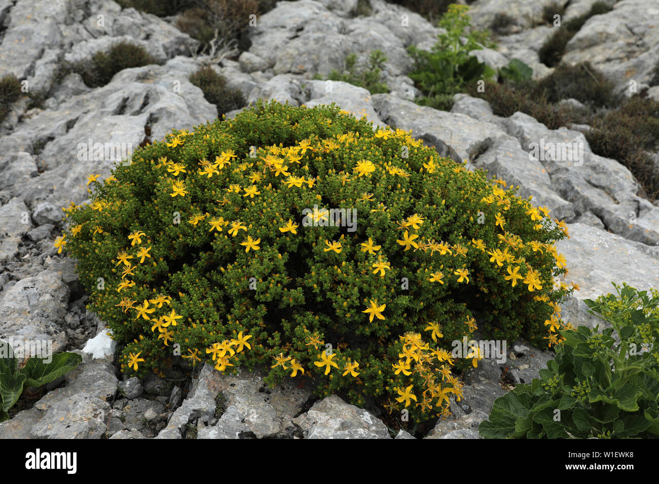 Le millepertuis plante médicinale Îles Baléares Mallorca Banque D'Images