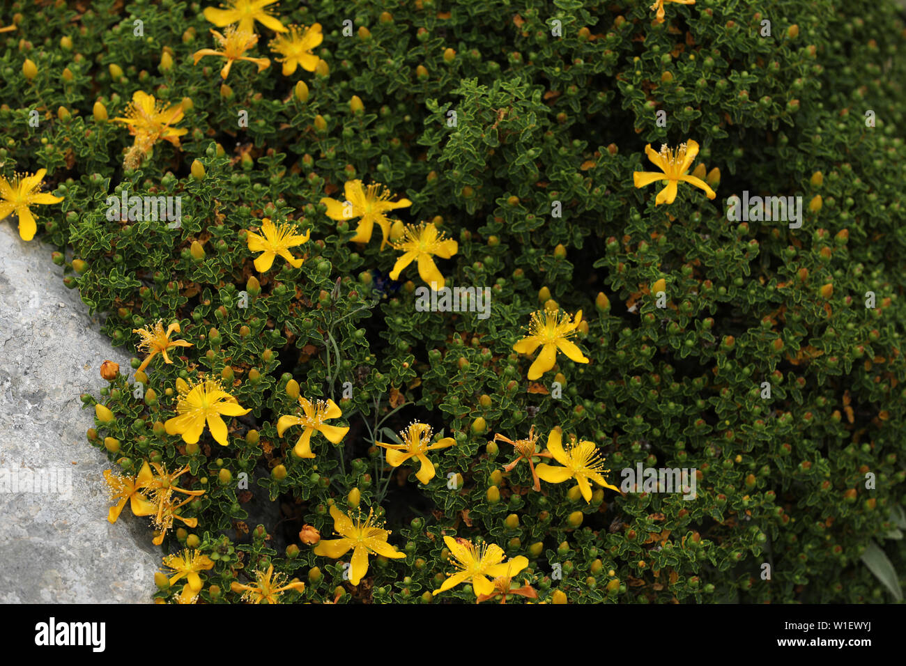 Le millepertuis plante médicinale Îles Baléares Mallorca Banque D'Images