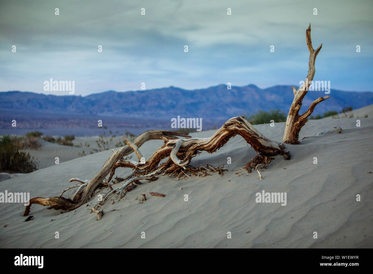 Séchée sur le sable des dunes de sable de Mesquite Flats au crépuscule à Stovepipe Wells, parc national de la Vallée de la mort, Californie, États-Unis Banque D'Images