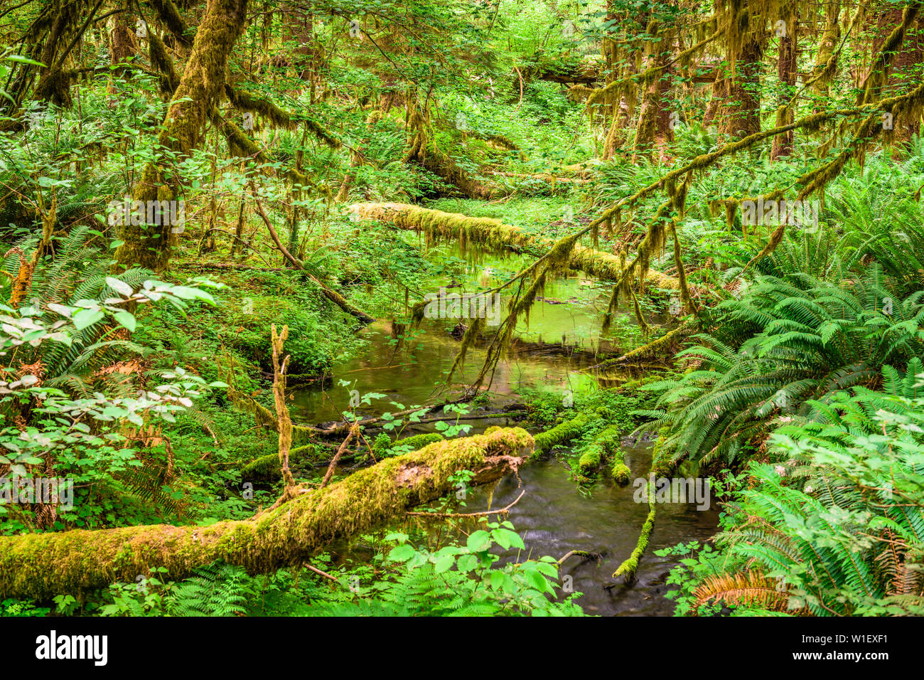 Hall de mousses dans la forêt tropicale de Hoh, Olympic National Park, Washington, USA. Banque D'Images
