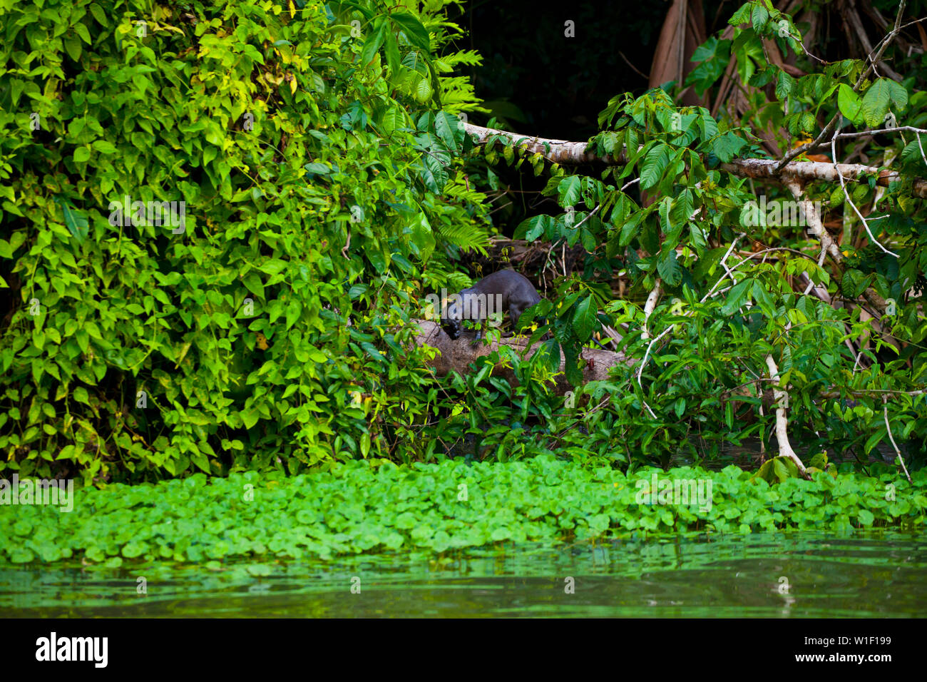 La loutre néotropicale - LOBITO DE RIO (Lontra longicaudis), Parc National de Tortuguero, Costa Rica, Amérique Centrale, Amérique Latine Banque D'Images