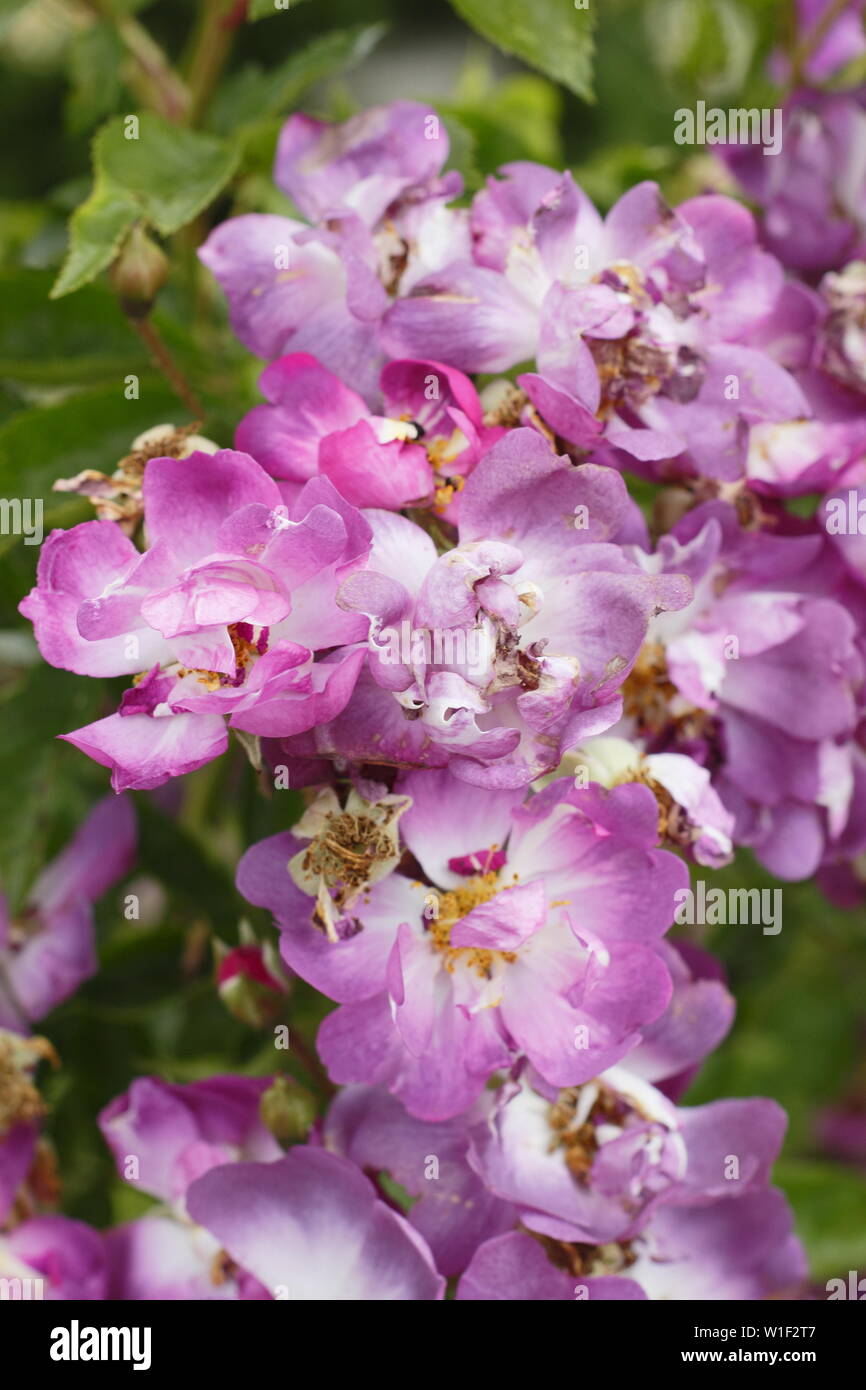 Rosa 'Veilchenblau'. Fleurs magenta pâle de Rosa 'Veilchenblau', un hybride multiflora rambling rose. Aga Banque D'Images