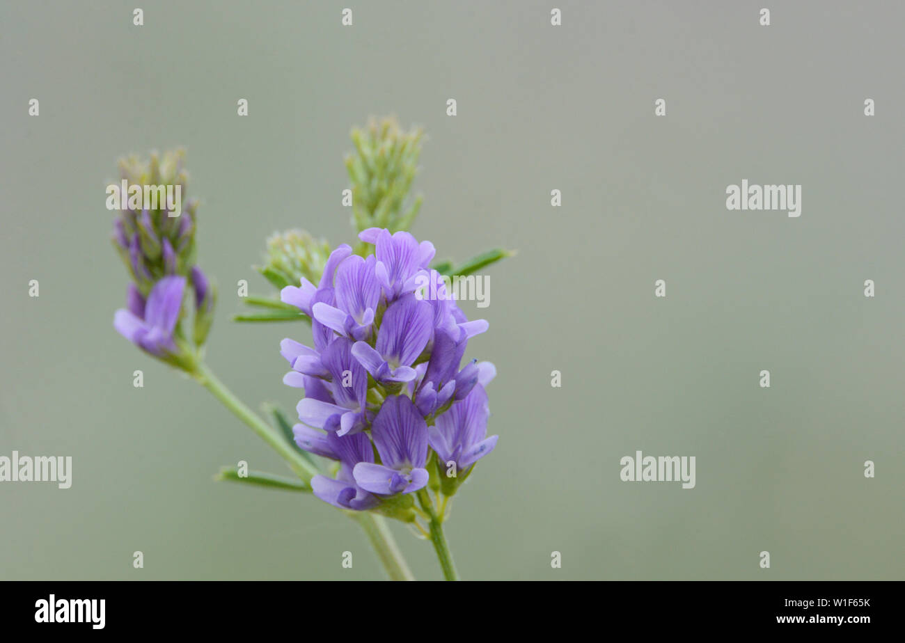 Wild Wild violet fleur Luzerne Medicago sativa ou contre l'arrière-plan gris Banque D'Images