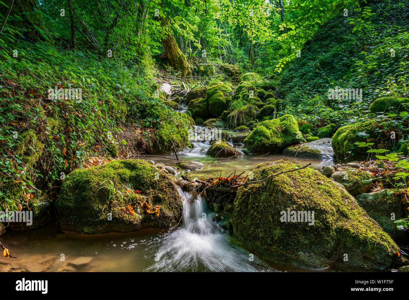 Belle gorge de montagne avec petite cascade dans la forêt, près d'Annecy, France Banque D'Images