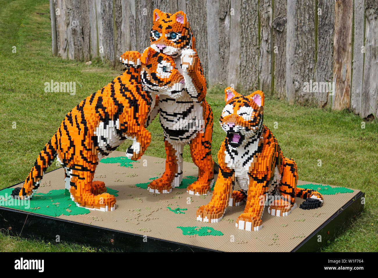 Tigres de LEGO et les tricheurs prises au zoo de Twycross. Banque D'Images