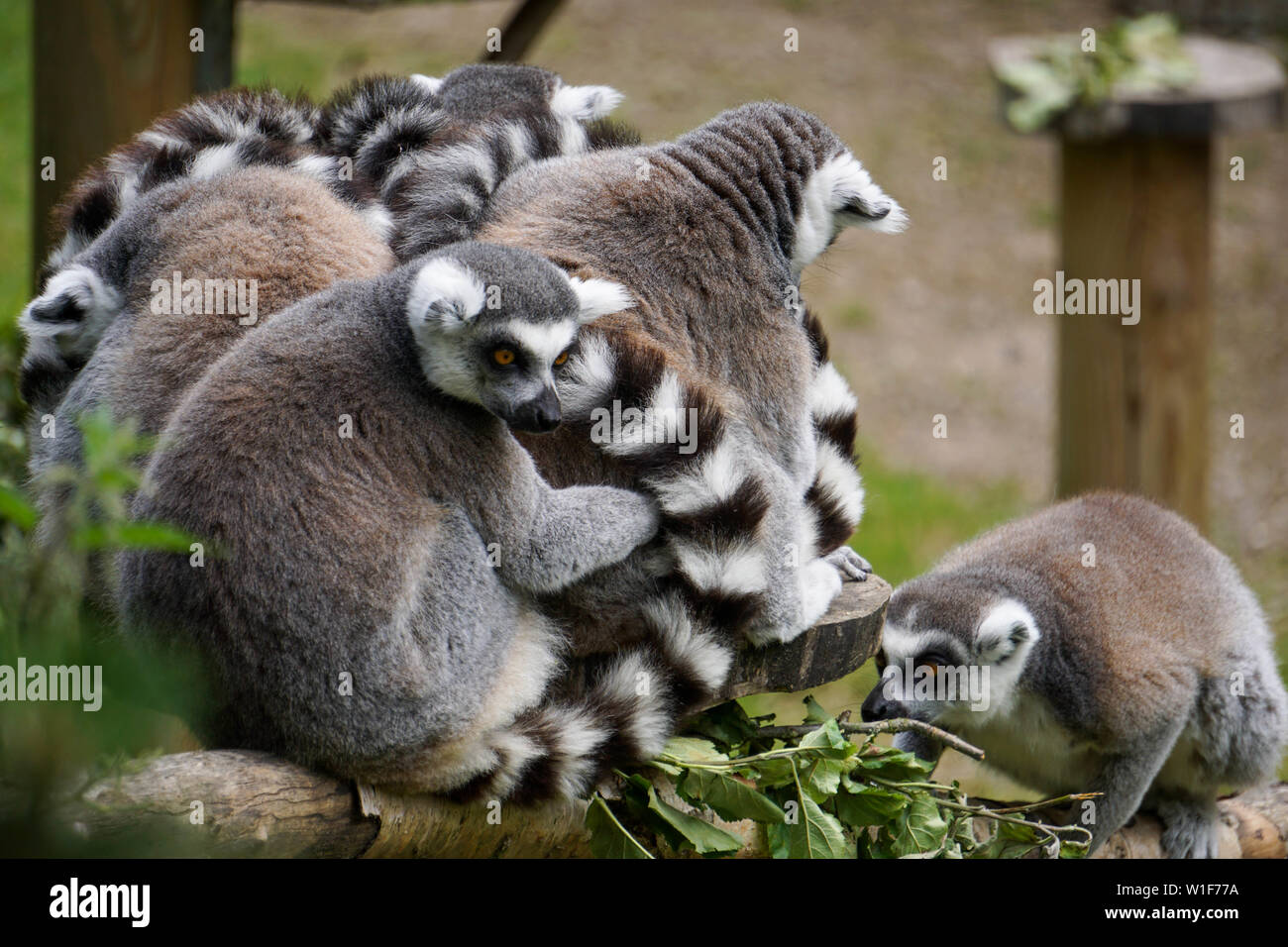 Animaux au zoo de Twycross au Royaume-Uni. Banque D'Images