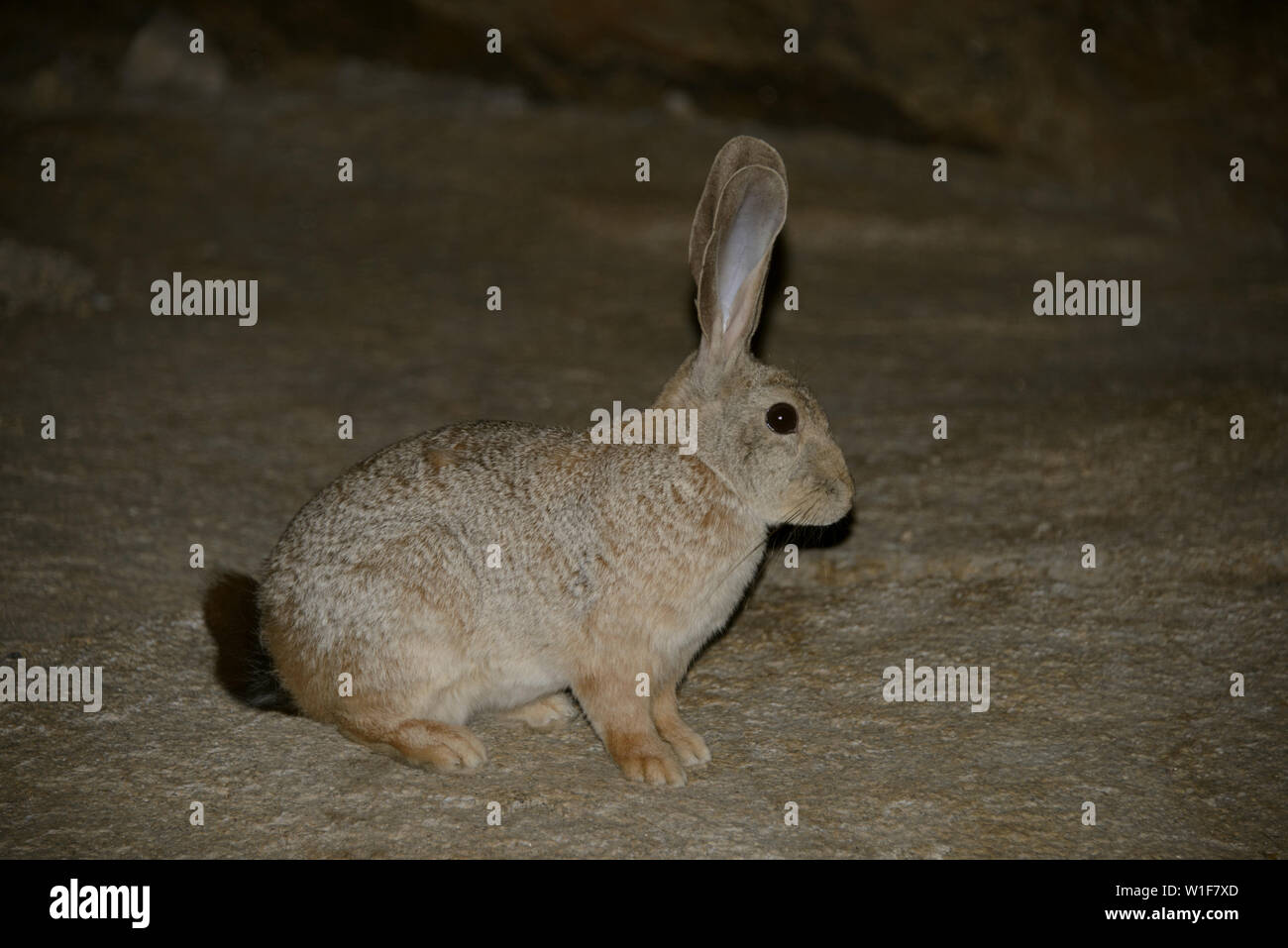 Jameson's Red Rock Pronolagus randensis (lapin), le centre du désert du Namib, Namibie. Banque D'Images
